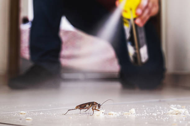 Best Spider Control Near Me  in Lisbon, OH